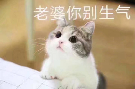 猫咪宠妻表情包合集，甜到齁的撒娇互动