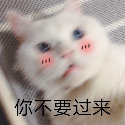 救命！这组猫咪表情包也太会演了吧