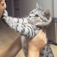 聊天斗图必备！这套嫌弃猫猫表情包太好用了