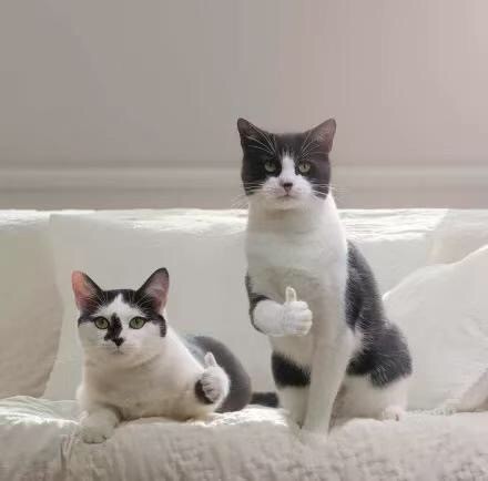 猫咪竖起大拇指表情包火了！一句“老哥稳”太戳人