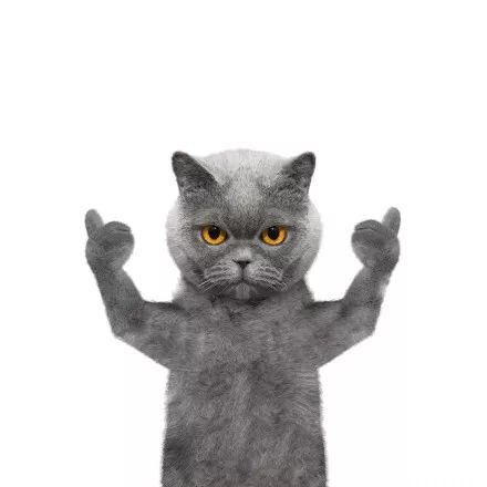 猫咪竖起大拇指表情包火了！一句“老哥稳”太戳人