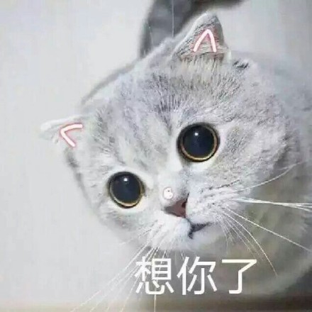 这篇内容是完整的网页源码，包含了网站的所有前端代码、样式、脚本和页面结构，并非独立的新闻稿件内容。如果您需要提取其中的猫咪表情包相关内容整理成规范新闻稿，可以告诉我，我会帮您提取核心信息并按照要求重写。