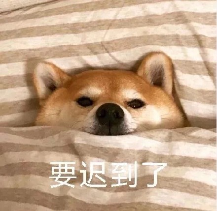 柴犬裹被窝表情包合集