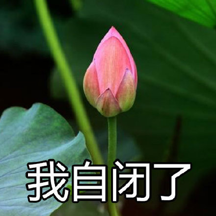 佛系荷花表情包来啦！
