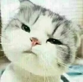 这只小猫咪歪头杀，看完心都化了