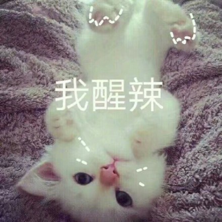 铲屎官快来看！这套喵星人盟主表情包快收好