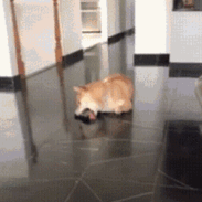 养猫养狗的看过来！这套动图表情包太好用了
