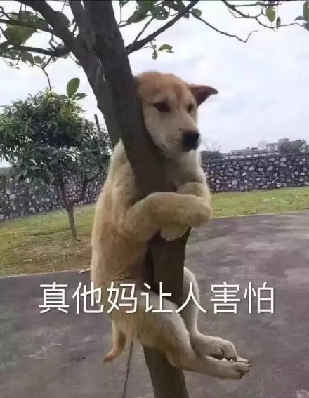 超火的狗狗表情包合集来啦