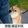 聊天斗图神器！猫狗高糊表情包合集来啦