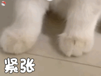 猫咪柴犬合集来啦！作者标注来自宇宙饼饼oba