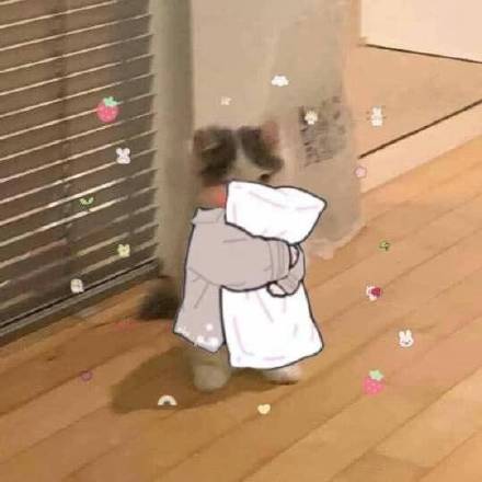 铲屎官必备！超萌猫猫穿衣表情包合集