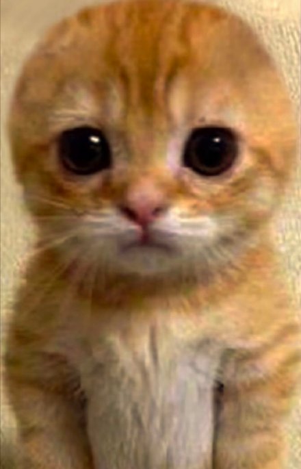 超火神经猫猫表情包合集