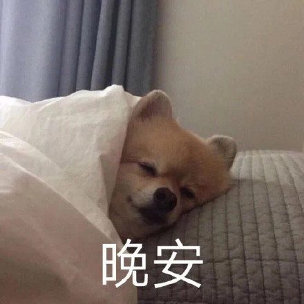 超治愈！狗狗晚安聊天表情包合集