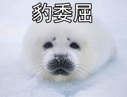 社会我豹哥！这套海豹表情包太萌了