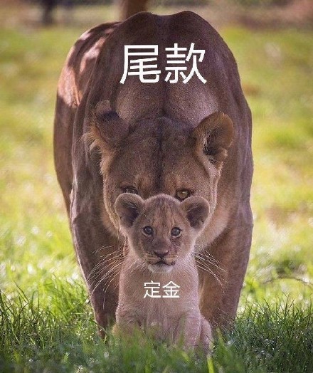 双十一尾款人专属表情包来啦，一起加油扛过尾款期！