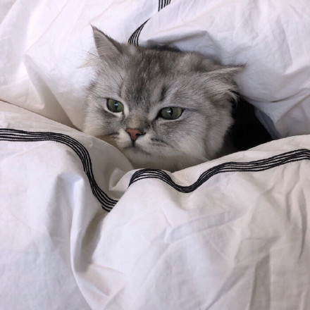 降温天必备！裹紧小被子表情包合集