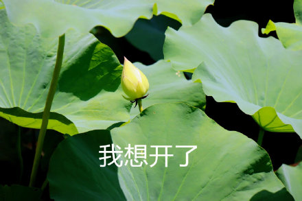 中老年佛系荷花表情包头像火了 主打松弛感治愈风