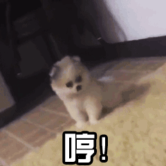 整理好的狗子动图表情包合集