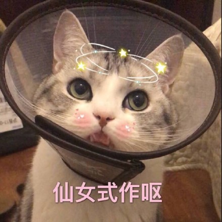 超全猫咪表情包合集来啦，斗图必备！
