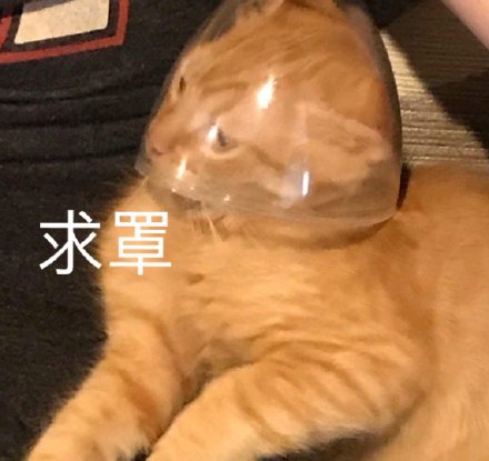 铲屎官看过来！这套喵星人沙雕表情包直接戳中笑点