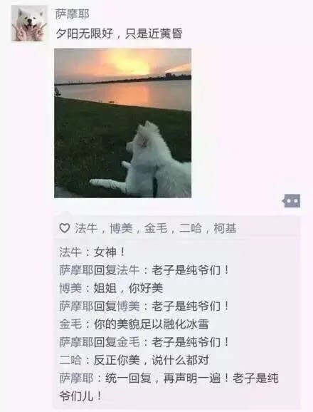 汪星人版朋友圈日常表情包合集