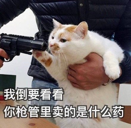 超全猫咪表情包合集来啦，斗图必备！
