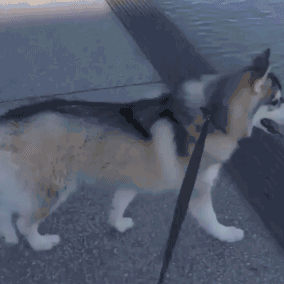 哈士奇，网友戏称的“狼版半成品”