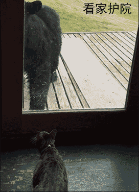 养猫的N种用处表情包合集