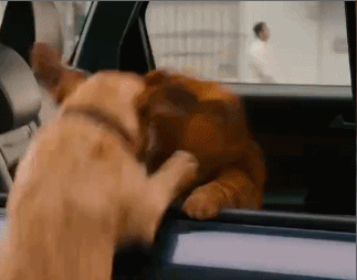 超好用的加菲猫表情包合集来啦