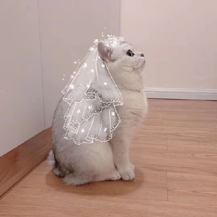 超萌小猫咪情侣头像合集