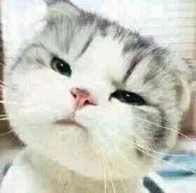 这只小猫咪歪头杀，看完心都化了