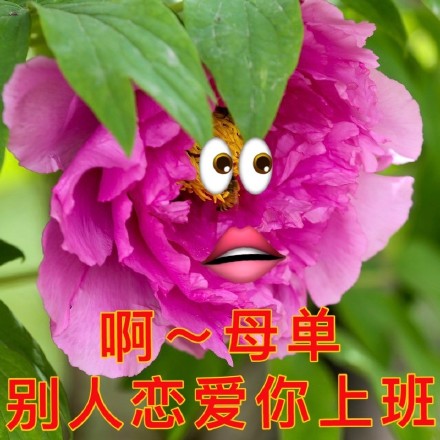 七夕整活表情包来了！牡丹、布谷鸟、孤寡青蛙三连安排