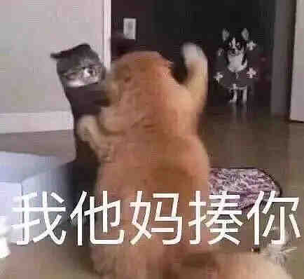 聊天斗图必备！这套沙雕猫咪表情包太绝了