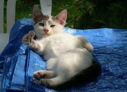 猫咪比心点赞！这套“老哥稳”表情包火了