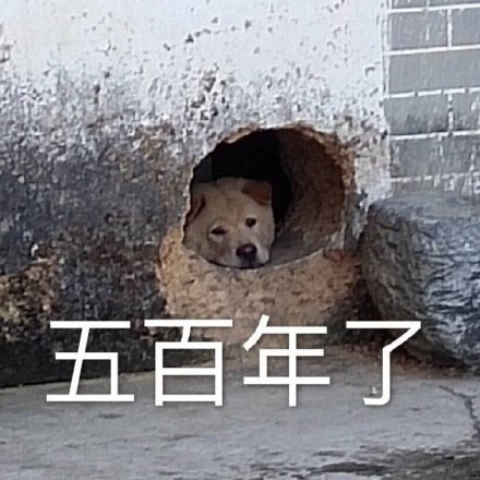 等快递的真实状态被这套表情包拿捏了