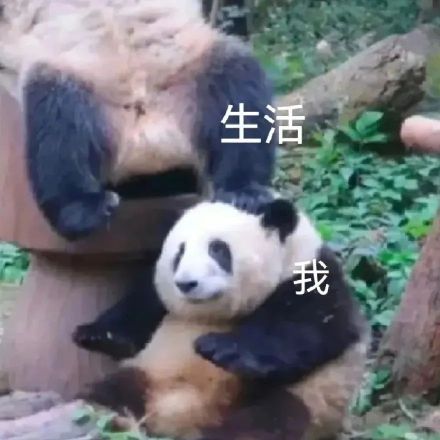 大熊猫聊天表情包合集