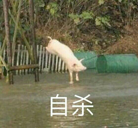 超萌猪猪表情包来啦！