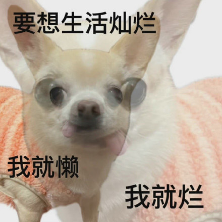 摸鱼必备！摆烂小狗表情包合集