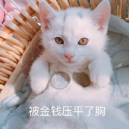 7月13日热门表情包原图合集