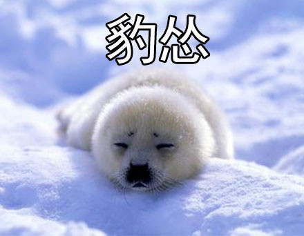 社会我豹哥！这套海豹表情包太萌了