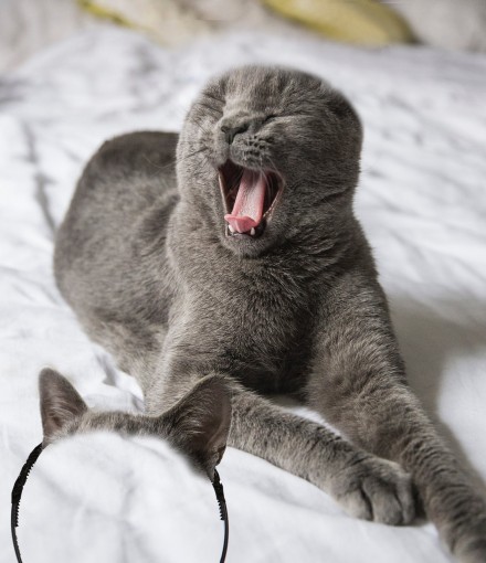 猫耳发箍背后居然藏着这样的事？