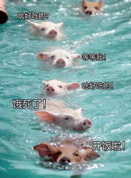 超治愈猪猪表情包合集来啦