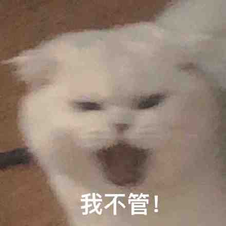 超实用猫猫表情包合集