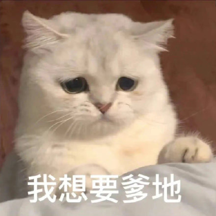 爸宝大嘴猫表情包来了 聊天斗图用得上