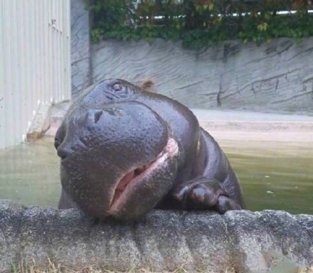 动物界歪头杀合集来啦，个个萌到心化