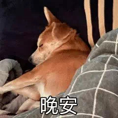 超治愈！狗狗晚安聊天表情包合集