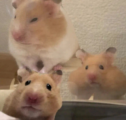 仓鼠表情包合集来啦，斗图用它准没错