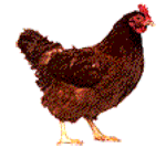 聊天斗图必备！超全小动物动图表情包合集