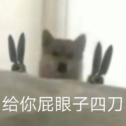 狗狗表情包合集｜给你p眼子来一刀系列