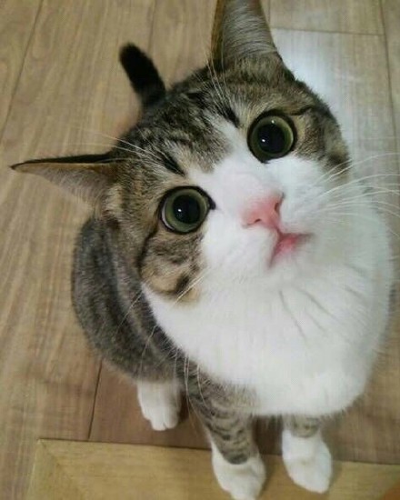 动物界歪头杀合集来啦，个个萌到心化